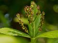 Short-Spike Chloranthus